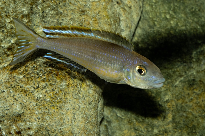 Lestradea perspicax 'Kawasindi Island'